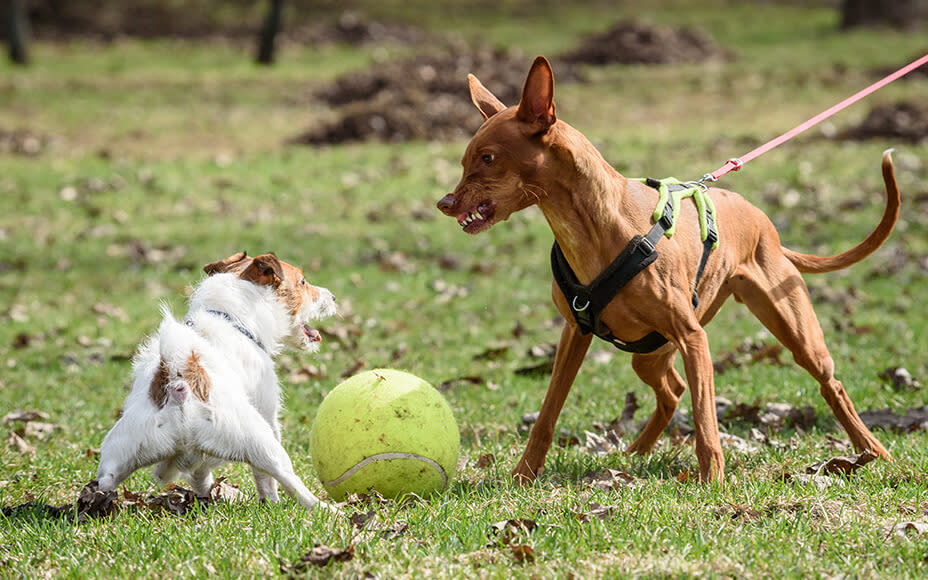 gefaehrliche hunderasse ball