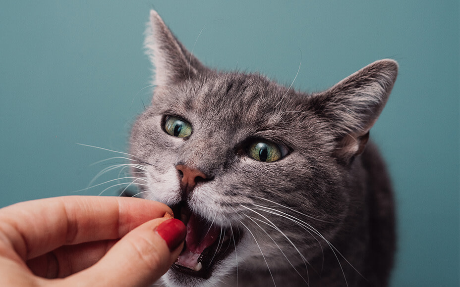 Katze wird mit einem Leckerli gefüttert