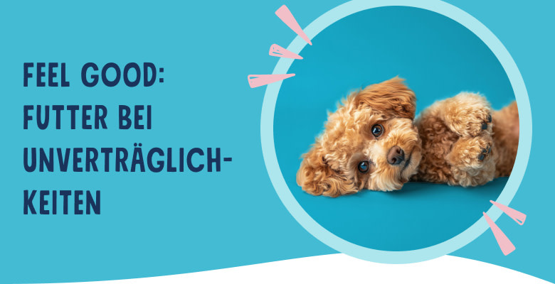PNJ-header-mobile-dog-allergies-DE-250912