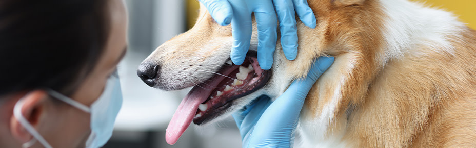 Zähne vom Hund werden untersucht