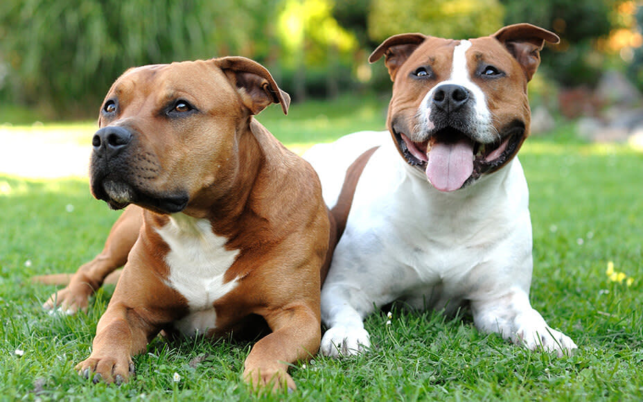 hunderasse american staffordshire terrier amstaff hunde