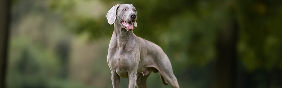 header weimaraner