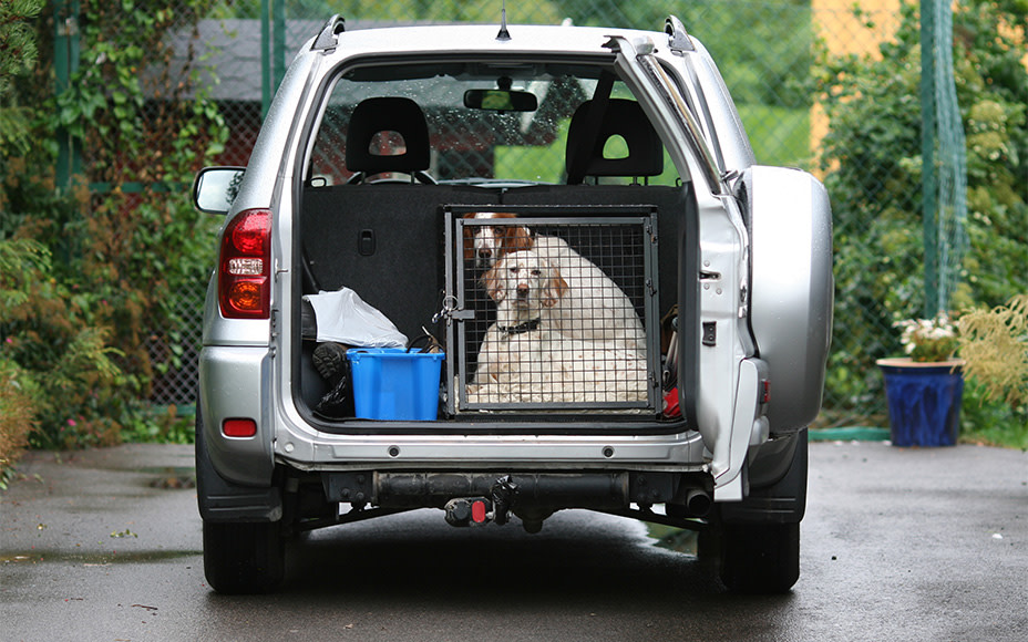 Hund sitzt im Auto in Box