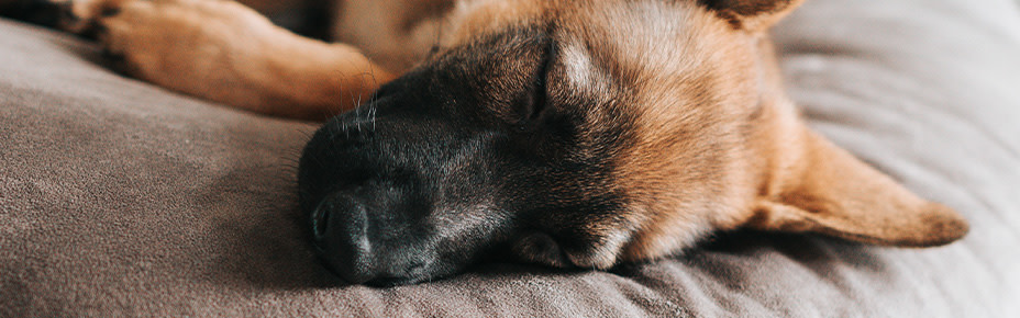 Welpe schläft auf Hundebett
