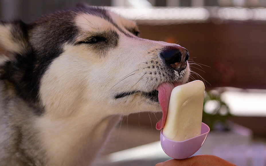 Hund sommer abkuehlen eis