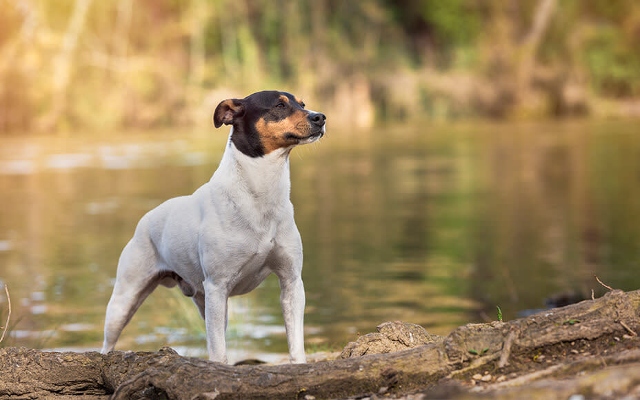 Beliebte spanische Hunderassen - Rassen & Bilder - Pets Deli