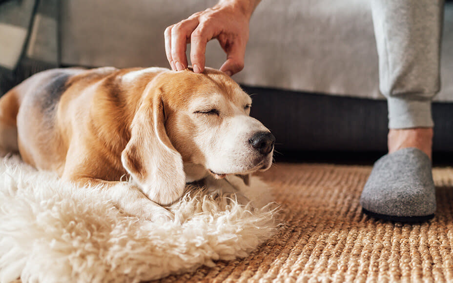 Hund lässt sich den Kopf kraulen