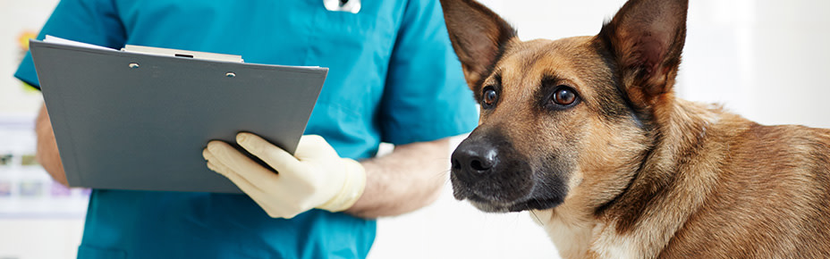 Häufige Gründe für erhöhte alkalische Phosphatase beim Hund - Pets Deli