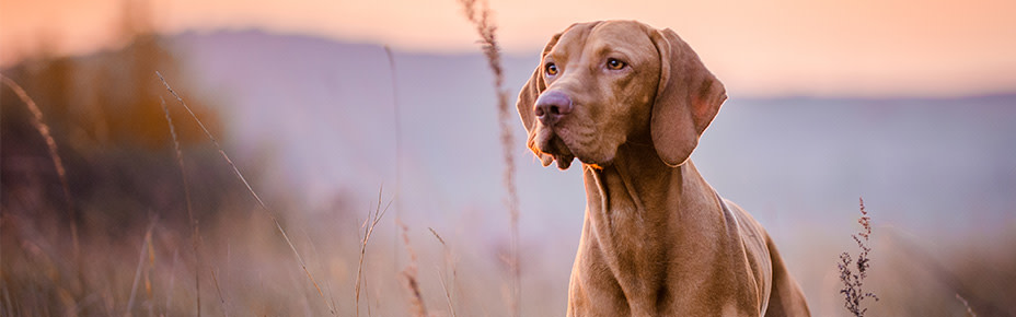 header hunderasse vizsla