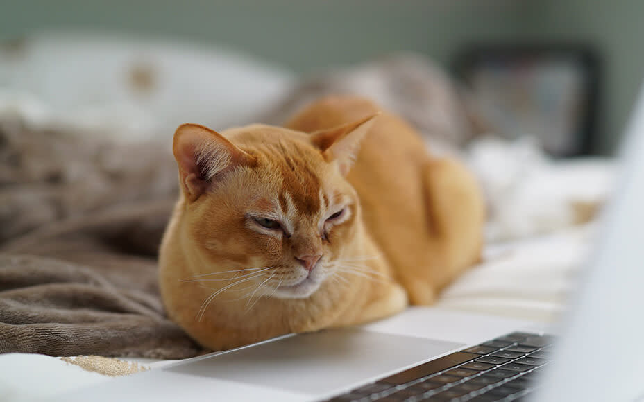 Rot-braune Katze liegt mit geschlossenen Augen auf Bett