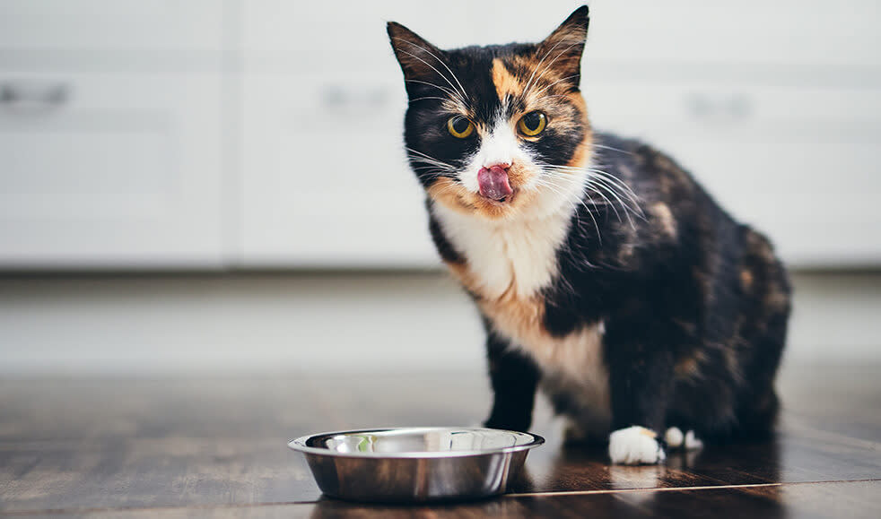 Dürfen Katzen Hackfleisch essen? Das musst du wissen Pets Deli