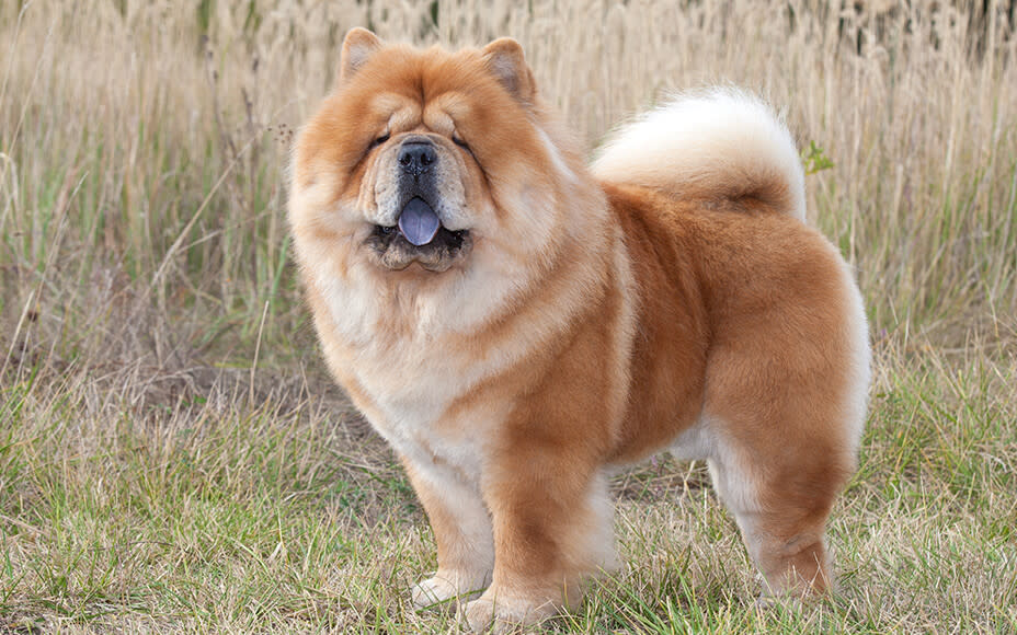 mittelgroße hunderassen chow chow