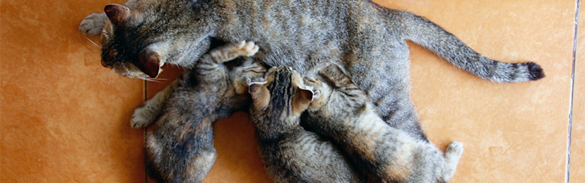 Woran Merke Ich Das Meine Katze Schwanger Ist Katze ist schwanger? Anzeichen, Vorbereitung & Ernährung - Pets Deli