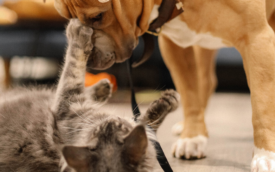 hund und katze zusammenfuehren spiel