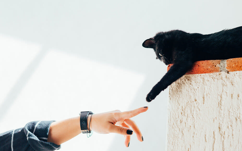 Katze spielt mit Hand