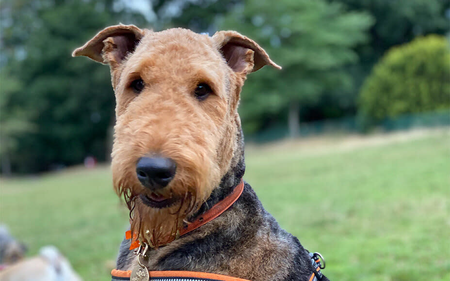 Airedale Terrier sitzt auf Wiese