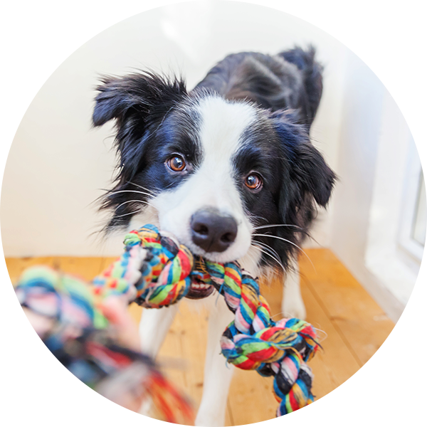 5 tipps fur ein nachhaltiges leben mit hund katze pets deli