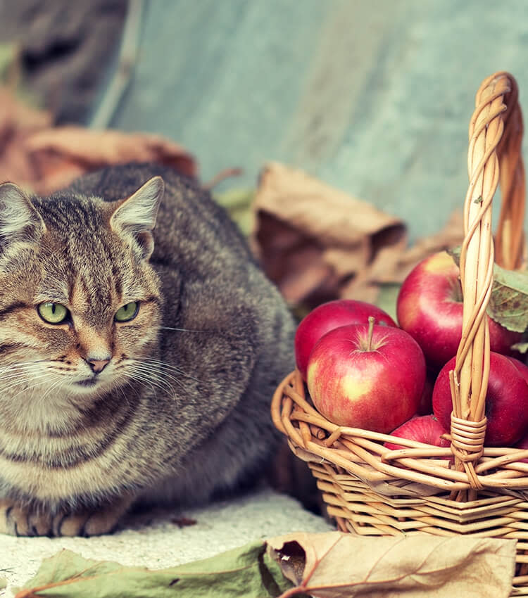 Apfel für Hund &amp; Katze Entdecke gesunde Zutaten Pets Deli
