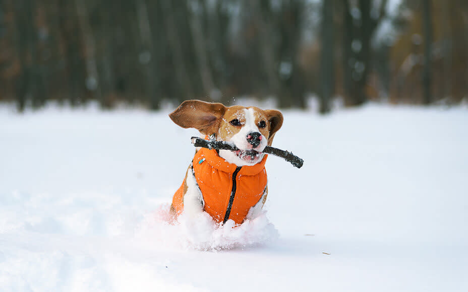 Kurzhaar Hunderasse Beagle