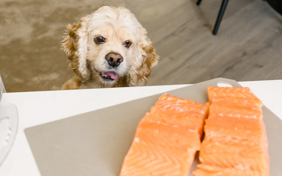 Lachs für Hunde