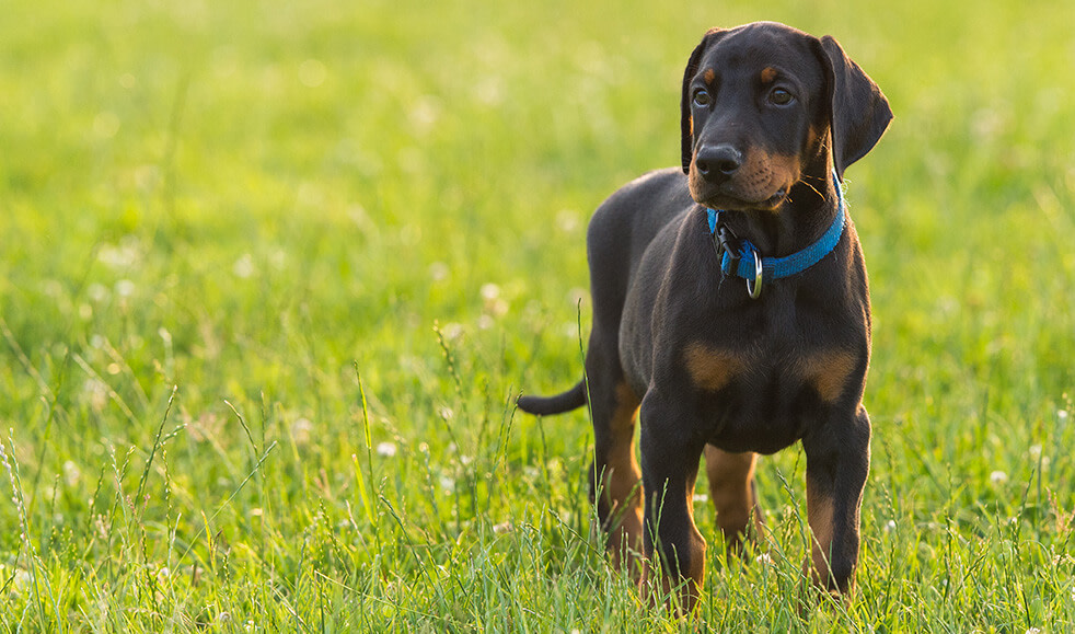 Dobermann-Welpe-im-Gras