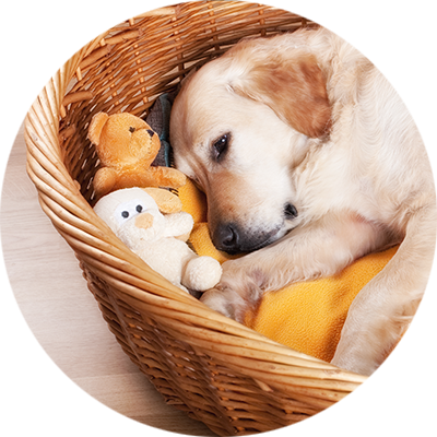 5 tipps fur ein nachhaltiges leben mit hund katze pets deli