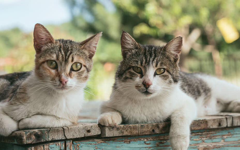 Die 10 beliebtesten Katzenrassen im Portrait mit Bildern Pets Deli Die 10 beliebtesten Katzenrassen im Portrait mit Bildern Pets Deli