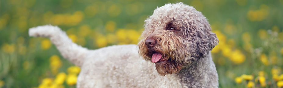 Header Lagotto Romagnolo