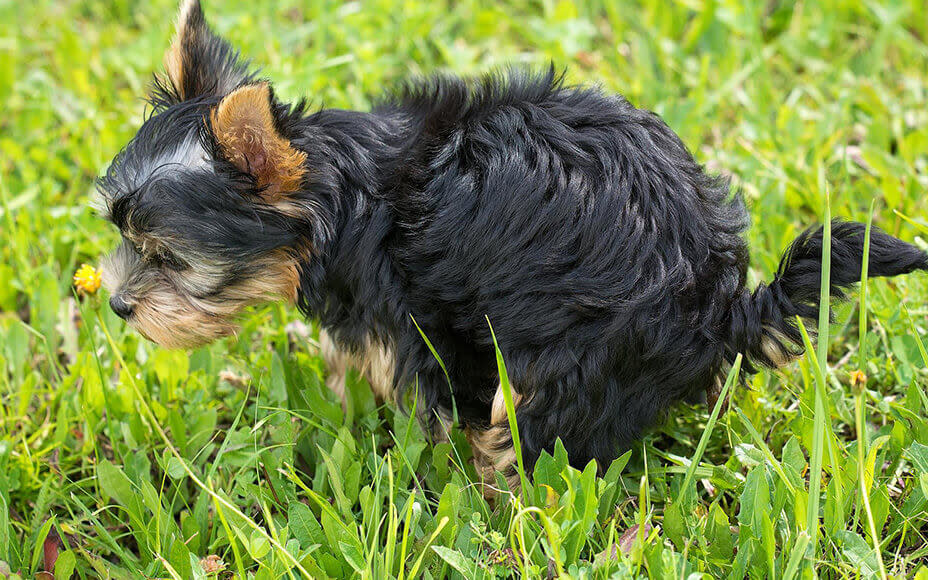 Anzeichen Für Darmverschluss Bei Hunden www.petsdeli.de