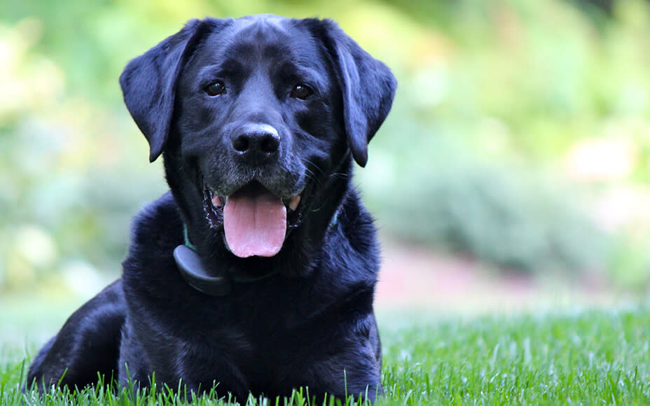 beliebteste hunderassen labrador