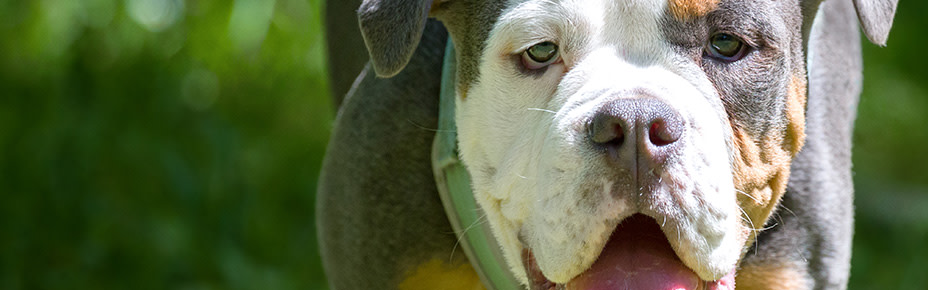 header olde english bulldogge