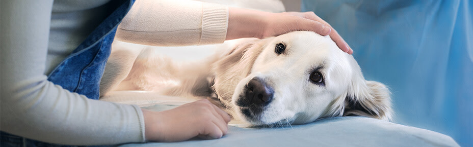 Schlaganfall beim Hund: Ursache, Symptome und Behandlung - Pets Deli