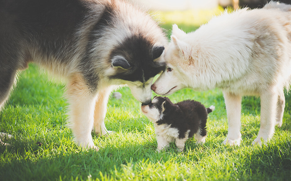 Wie Viel Kostet Ein Husky Welpe Im Tierheim Infos zum Kauf eines Huskys: Kosten & Tipps für deinen Welpen - Pets Deli