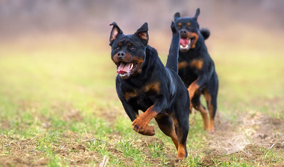 Hunderasse-Rottweiler-rennen-im-Gruenen