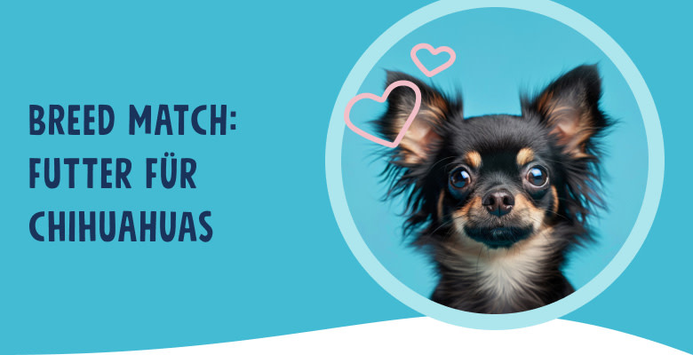 PNJ-header-mobile-dog-chihuahua-DE-250912