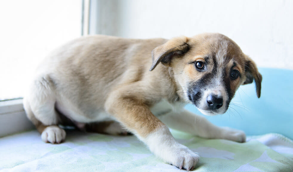 Gründe, wieso dein Hund plötzlich wieder in die Wohnung macht Pets Deli