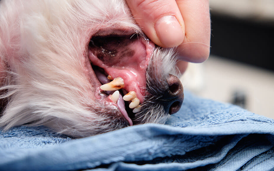 Hund mit Zahnstein und Belägen auf den Zähnen