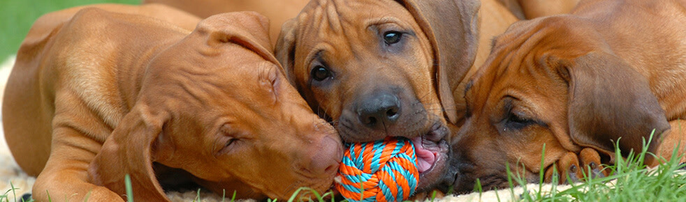 Header-Rhodesian-Ridgeback-Welpen