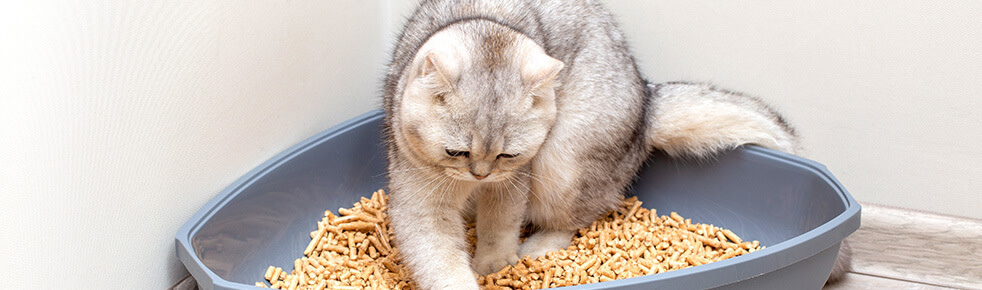 Katze-in-Katzentoilette