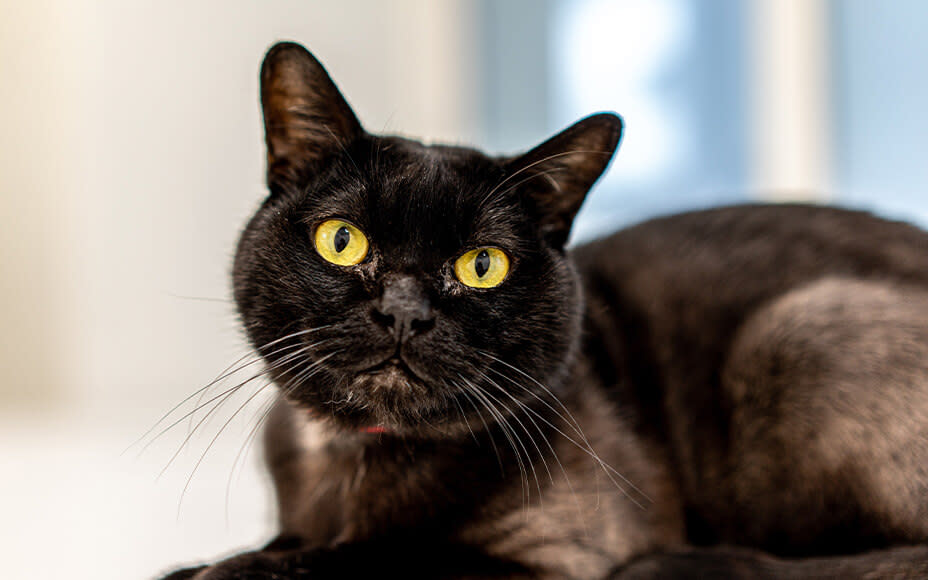 Schwarze Katze mit großen gelben Augen