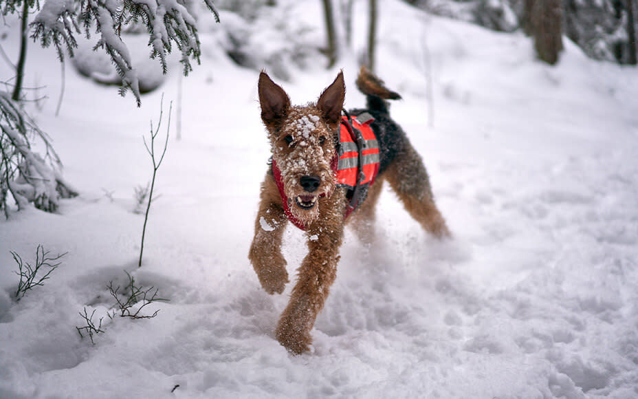 Airedale Terrier im Schnee