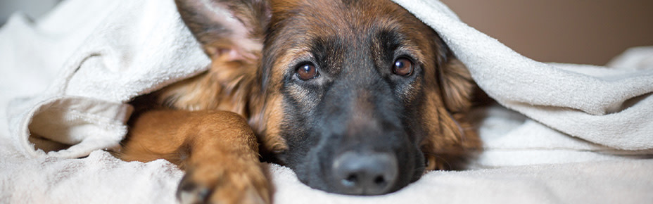 Zwingerhusten beim Hund: Symptome & Behandlung - Pets Deli