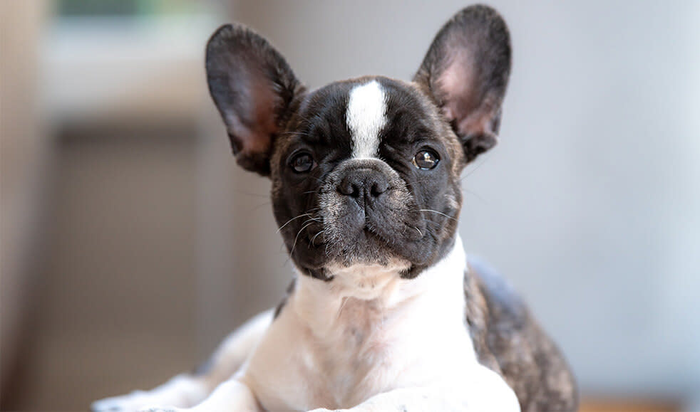 Französische Bulldogge Welpen Was Muss Ich Beachten Französische Bulldogge Welpen: Das kostet ein Welpe und Tipps zur