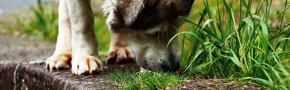 Hund schnüffelt am Gras