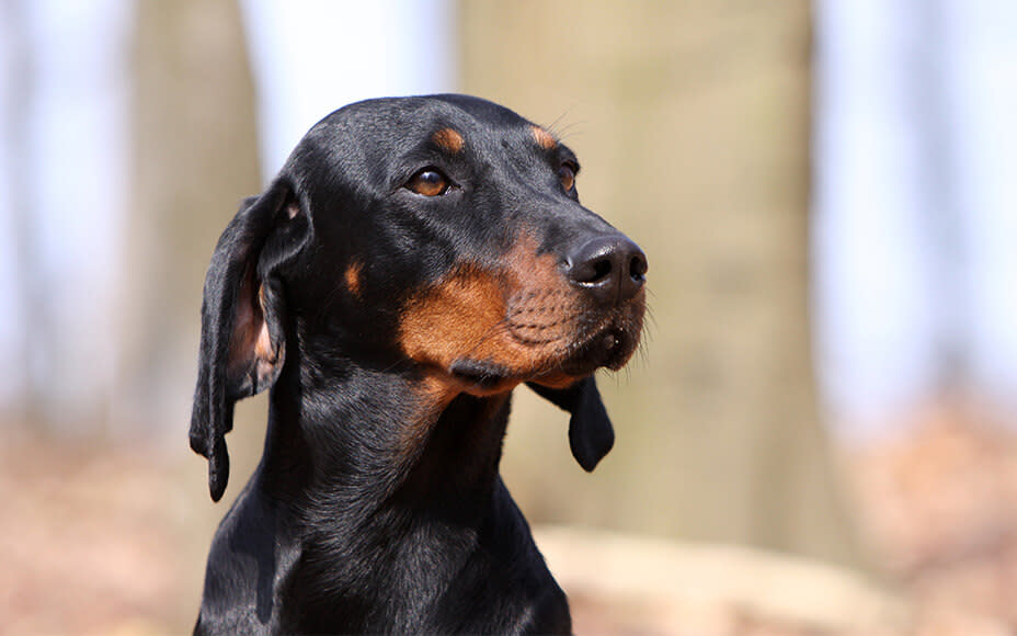 bulgarische hunderasse jagdhund