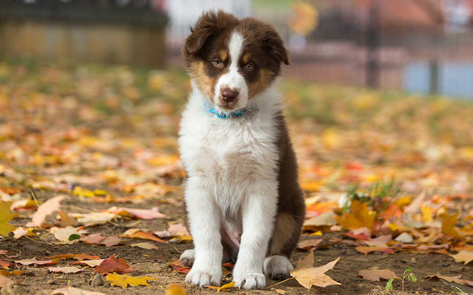 australian shepherd welpen red