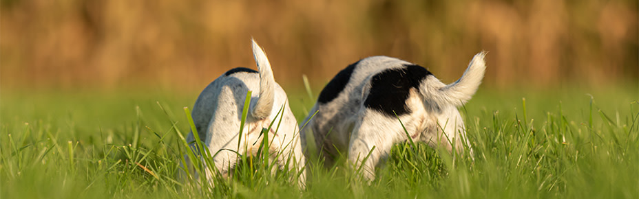 Header Hund Po rutschen