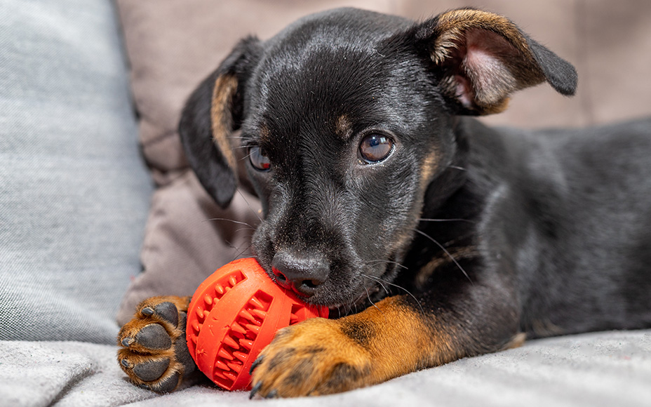 Die besten Spiele fr deinen Welpen - Pets Deli
