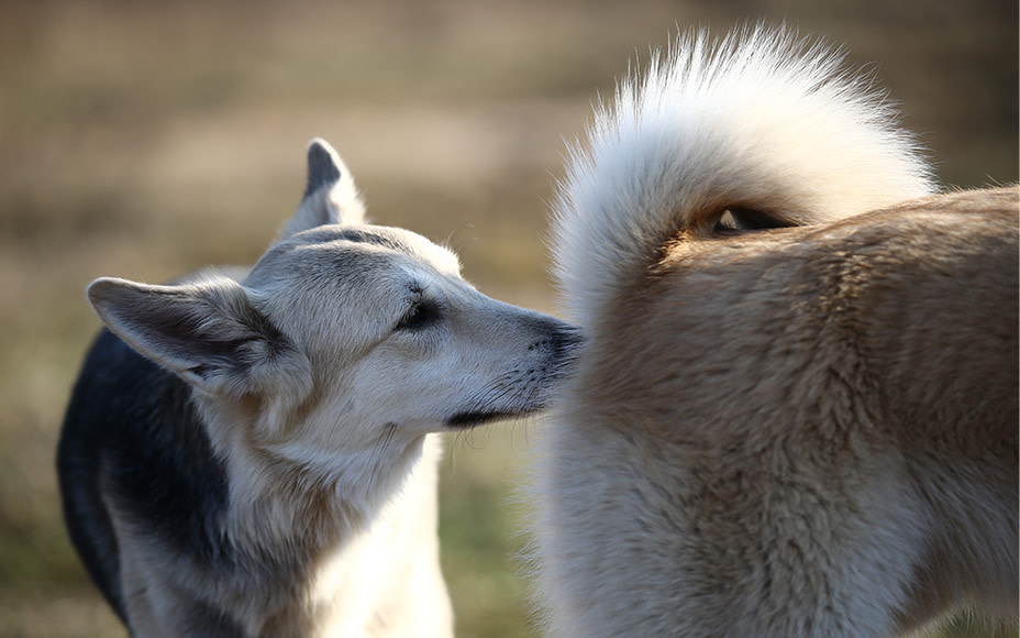 Vorsicht, heiße Hündin! Läufigkeit beim Hund: Dauer & Phasen - Pets Deli
