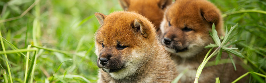 header shiba inu welpen